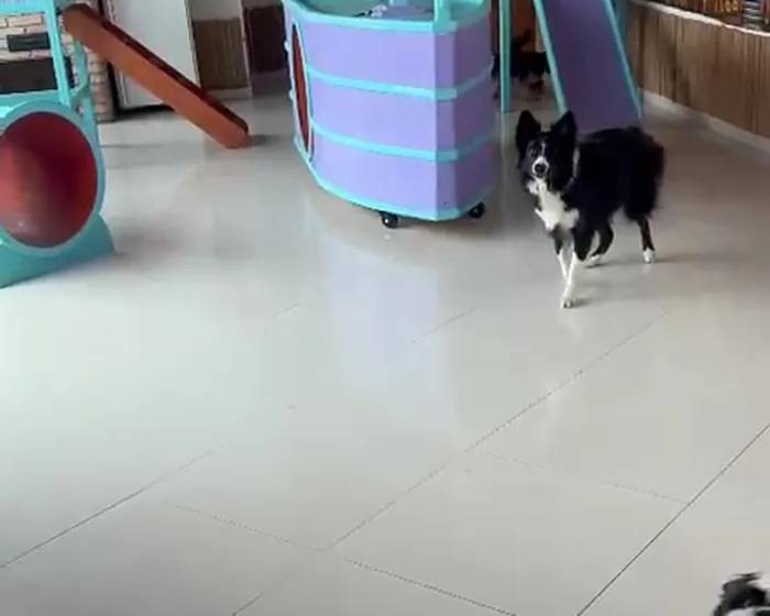 Salão da creche com castelinho e brinquedos, com um border collie e dois shih-tzus